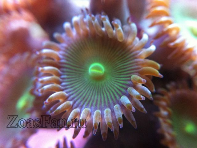 Monster Lips